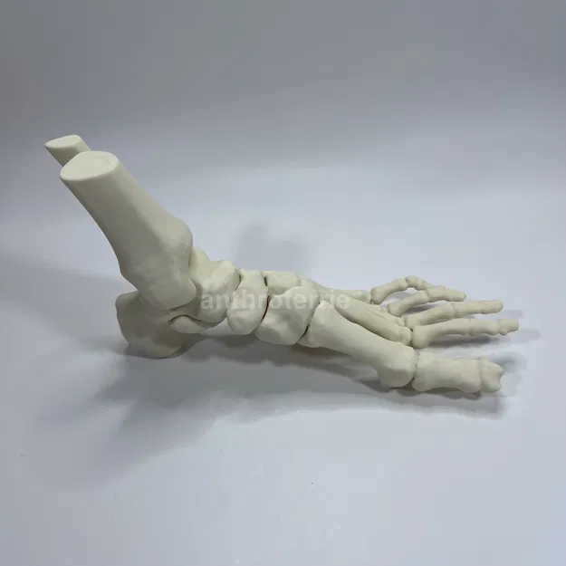 Mô Hình Giải Phẫu Xương Bàn Chân Trái - Image 7