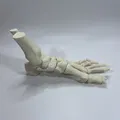Mô Hình Giải Phẫu Xương Bàn Chân Trái - Thumbnail 7
