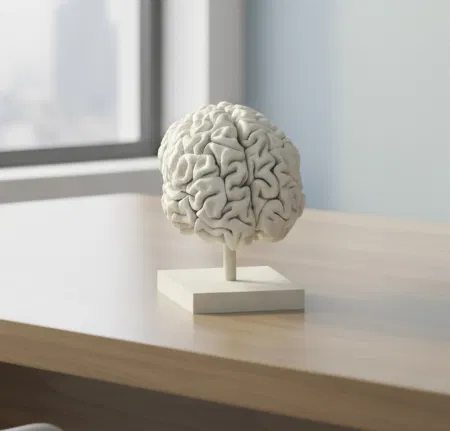 Mô hình bộ não người 3D - Image 1