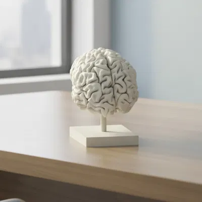 Mô hình bộ não người 3D