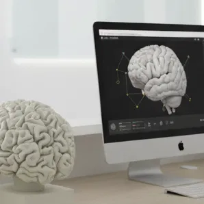 Mô hình bộ não người 3D