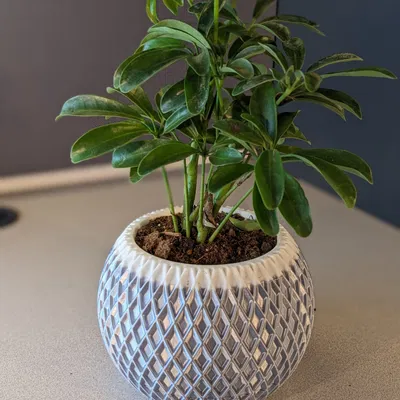 Chậu Cây Hiện Đại 002 - Có Khay Hứng Nước Ẩn