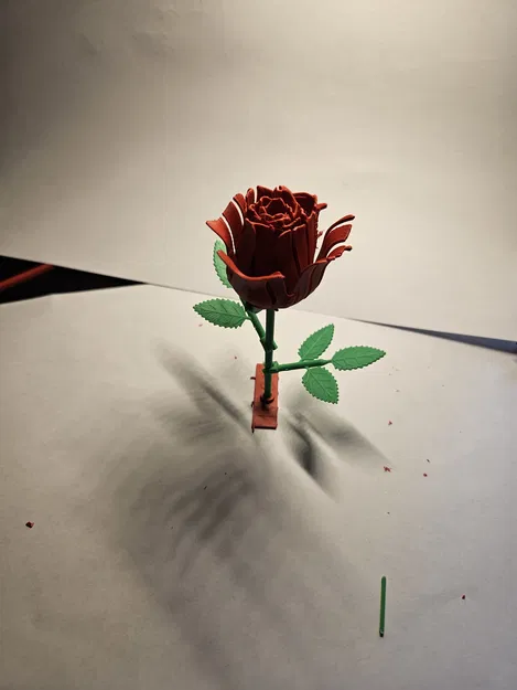 Hoa Hồng Kitcard - Image 3