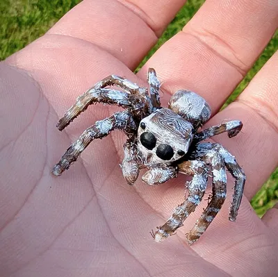 Nhện Nhảy - Dễ In