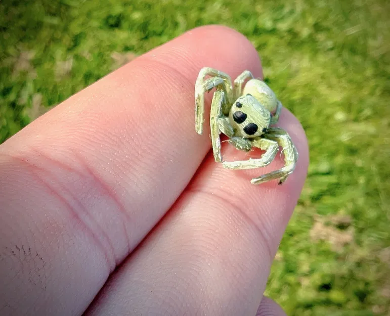 Nhện Nhảy - Dễ In - Image 3