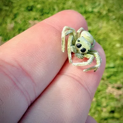 Nhện Nhảy - Dễ In