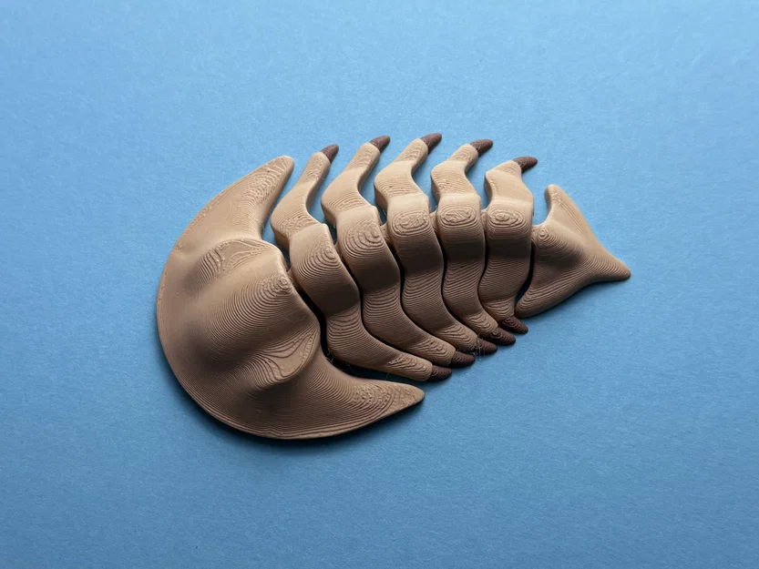 Trilobite Khớp Nối - Image 3