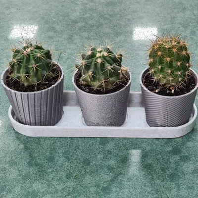 Bộ 3 Chậu Mini Hình Xương Rồng Có Khay