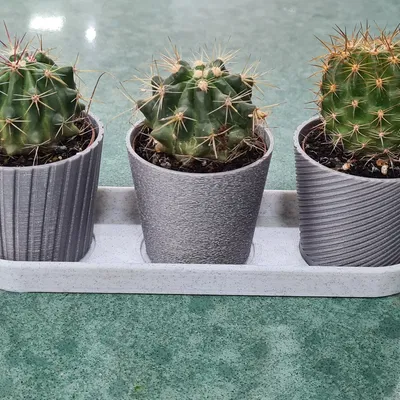 Bộ 3 Chậu Mini Hình Xương Rồng Có Khay