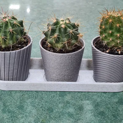 Bộ 3 Chậu Mini Hình Xương Rồng Có Khay