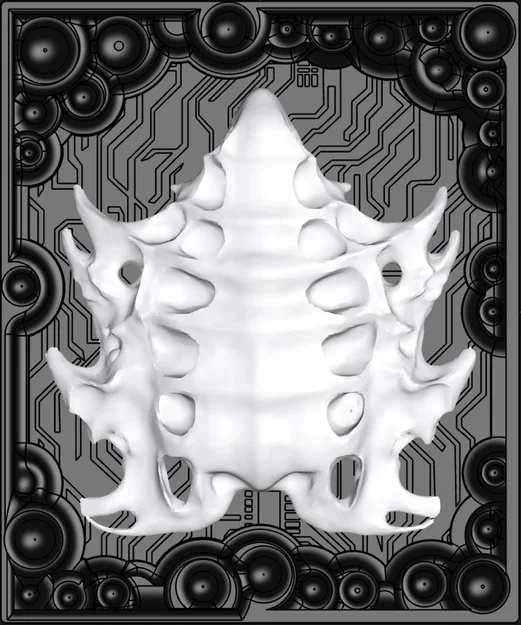 Kura Curiosa — Mẫu vật 020 - Image 1