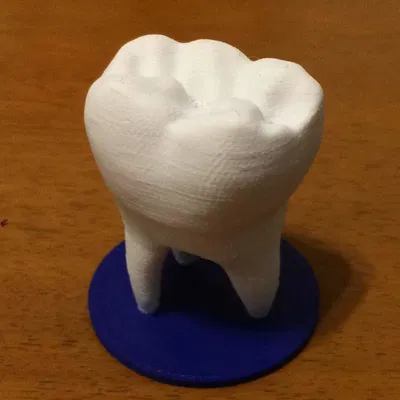 Mô Hình Răng Odonto Để Trang Trí