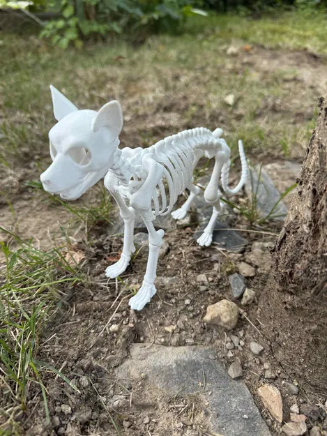 Mô hình Bộ xương Chó chi tiết - Image 1