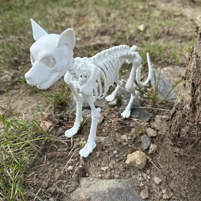 Mô hình Bộ xương Chó chi tiết