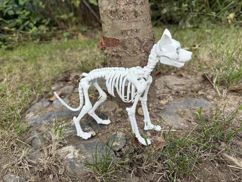 Mô hình Bộ xương Chó chi tiết - Image 2
