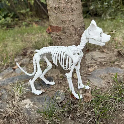 Mô hình Bộ xương Chó chi tiết