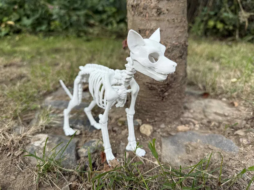 Mô hình Bộ xương Chó chi tiết - Image 5