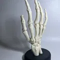 Bàn Tay Bộ Xương Có Đế - Thumbnail 1
