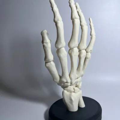 Bàn Tay Bộ Xương Có Đế