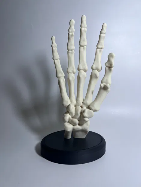 Bàn Tay Bộ Xương Có Đế - Image 2