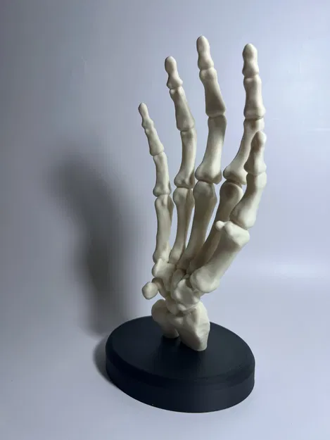 Bàn Tay Bộ Xương Có Đế - Image 3