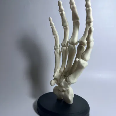 Bàn Tay Bộ Xương Có Đế