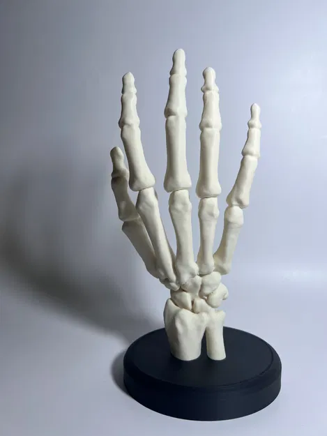 Bàn Tay Bộ Xương Có Đế - Image 4