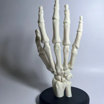 Bàn Tay Bộ Xương Có Đế