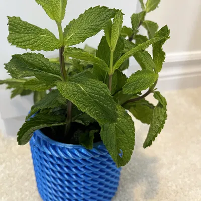 Chậu Cây "Planter"