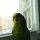 Greenparrot