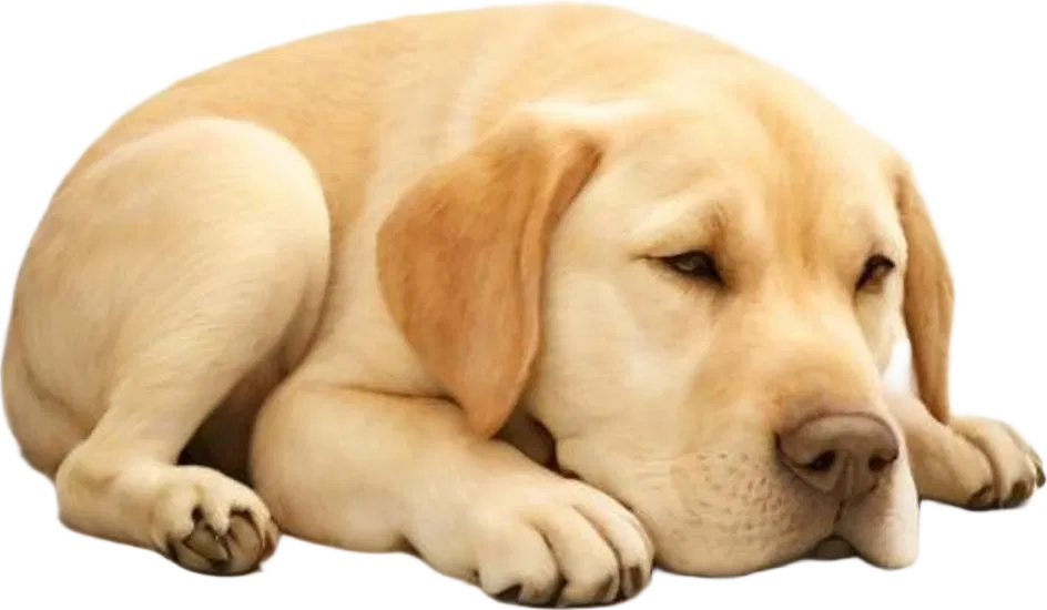 Mô hình Chó Labrador Đang Ngủ - Image 3