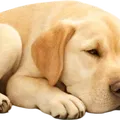 Mô hình Chó Labrador Đang Ngủ - Thumbnail 3