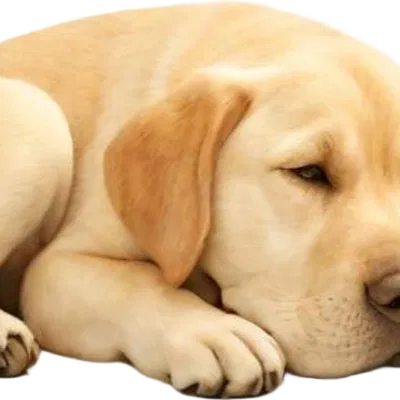 Mô hình Chó Labrador Đang Ngủ