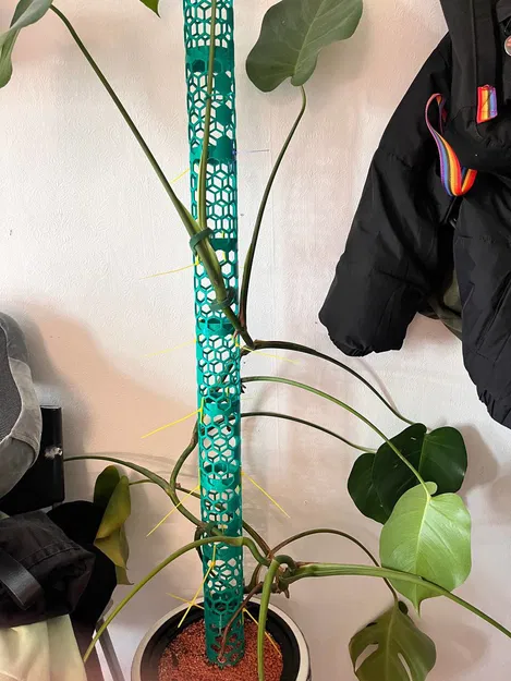 Trụ Moss Cho Monstera - Image 2