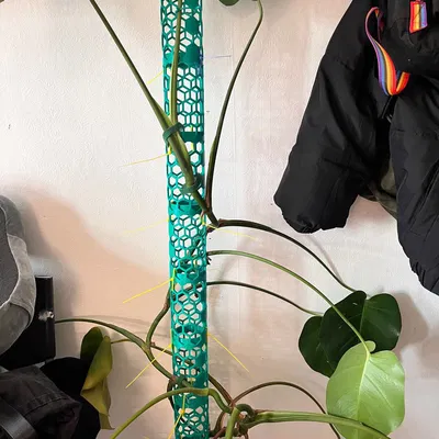 Trụ Moss Cho Monstera