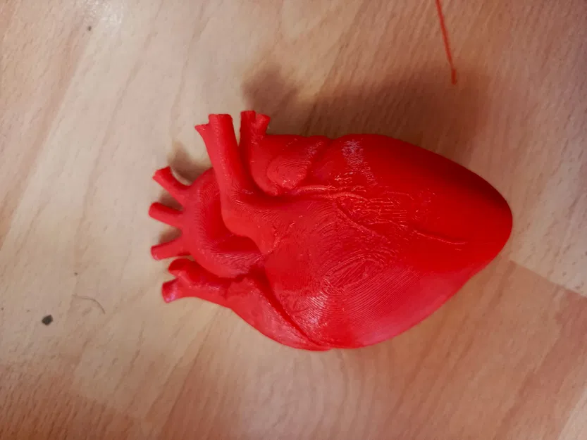 Mô hình trái tim người chính xác về mặt giải phẫu - Image 2