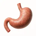 Mô Hình Dạ Dày Người Chính Xác Giải Phẫu - Thumbnail 1