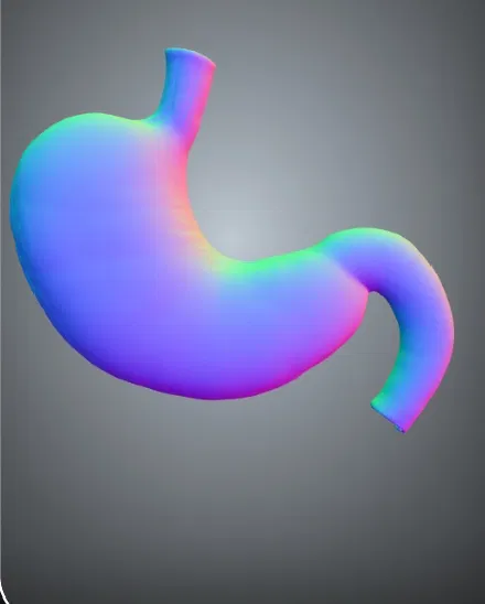 Mô Hình Dạ Dày Người Chính Xác Giải Phẫu - Image 2