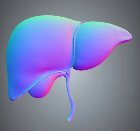 Mô hình gan người giải phẫu chính xác - Image 2