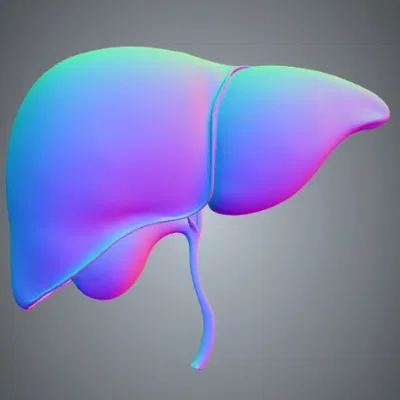 Mô hình gan người giải phẫu chính xác