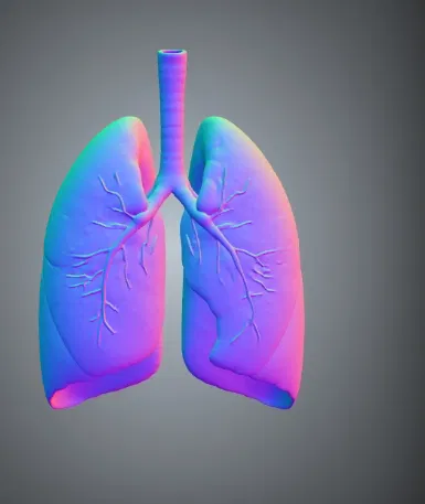 Mô Hình Phổi Giải Phẫu Chính Xác - Image 2