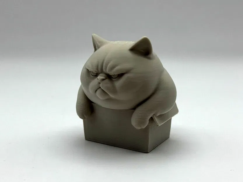 Mèo Ú Trong Hộp Chật Chội - Image 1