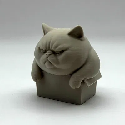 Mèo Ú Trong Hộp Chật Chội