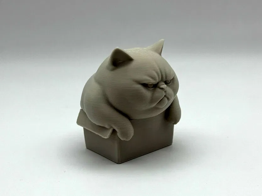 Mèo Ú Trong Hộp Chật Chội - Image 3