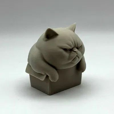 Mèo Ú Trong Hộp Chật Chội