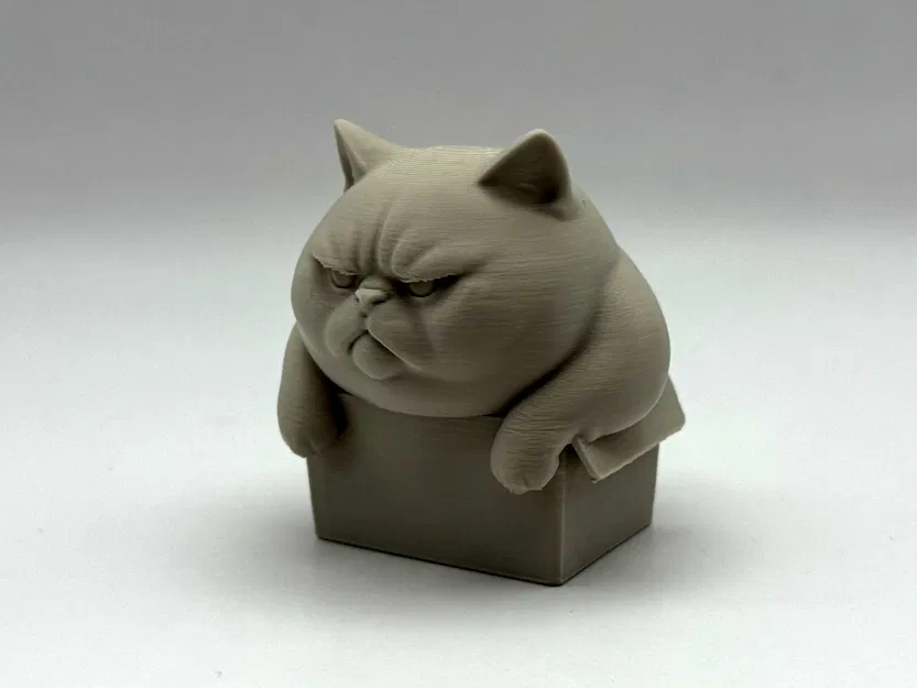 Mèo Ú Trong Hộp Chật Chội - Image 5