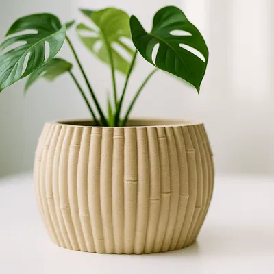 Chậu Tre - Phong Cách Botanic - Trang Trí Nhà Cửa