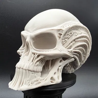 Đầu Người Ngoài Hành Tinh Bộ Xương