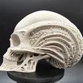 Đầu Người Ngoài Hành Tinh Bộ Xương - Thumbnail 2