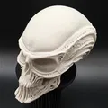 Đầu Người Ngoài Hành Tinh Bộ Xương - Thumbnail 3
